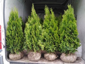 tuje szmaragd detalhurt cala polska 2