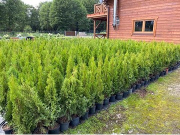 tuje szmaragd detalhurt cala polska 21