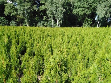 tuje szmaragd detalhurt cala polska 3