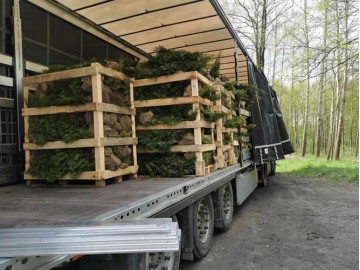 tuje szmaragd detalhurt cala polska 31