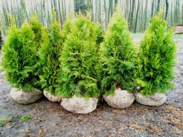 tuje szmaragd detalhurt cala polska 4