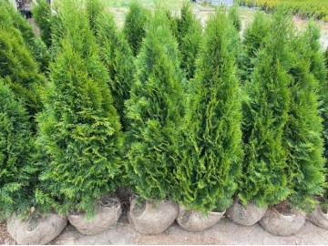 tuje szmaragd detalhurt cala polska 41