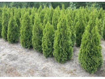 tuje szmaragd detalhurt cala polska 5