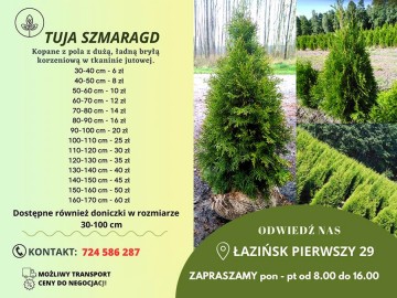 tuje szmaragd detalhurt cala polska 5