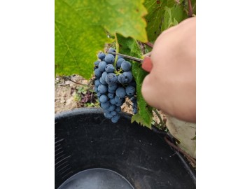 Winobranie 2026 Francja